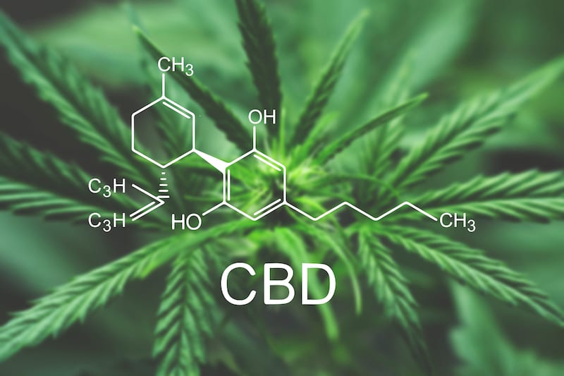 CBD Rich Cannabis