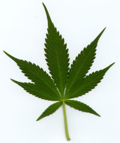 Indica