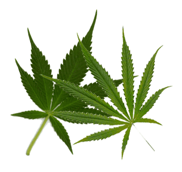 Hybrid Strains