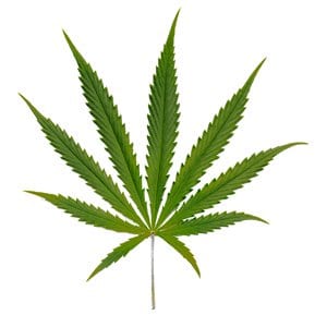 Sativa