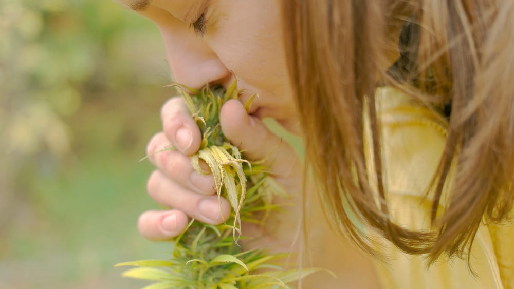 What Are Terpenes?