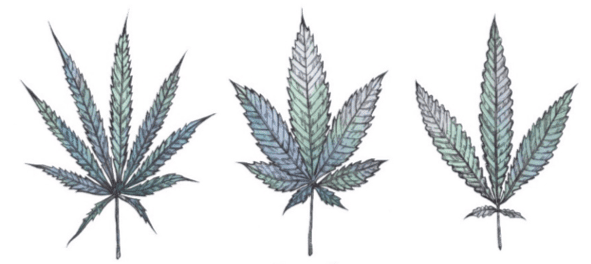 Different Strains For Different Folks!